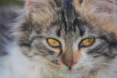 漂亮的小猫咪脸