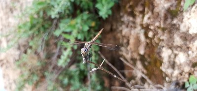南方撇渣器（Orthetrum brunneum）