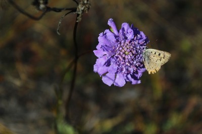 蝴蝶坐花