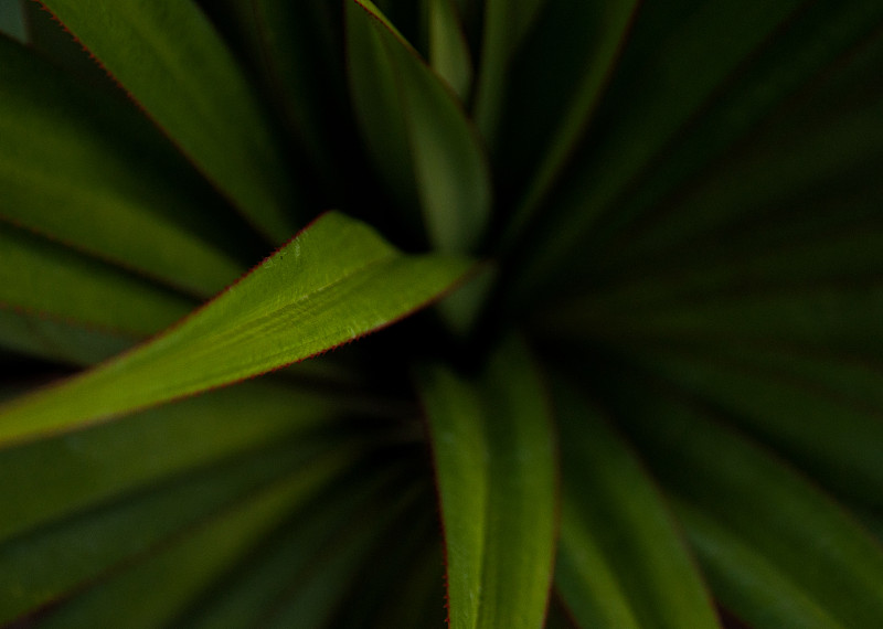 绿色的棕叶。绿色植物的背景。奇异的植物。只有自然。