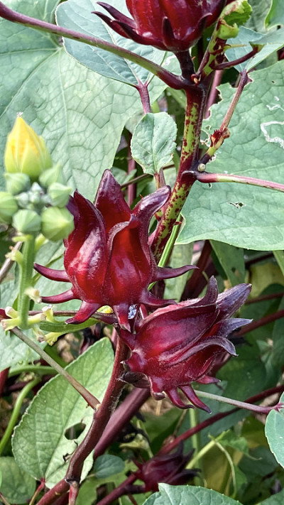 红玫瑰开花树与它的花