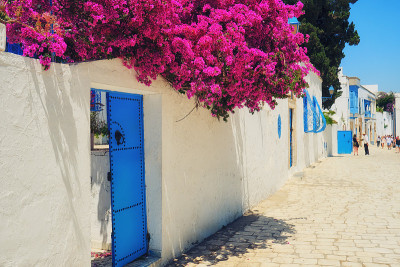 突尼斯Sidi Bou Said旅游街道上的紫色花朵