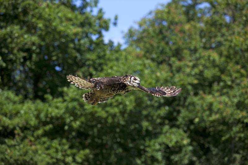 Cape Eagle Owl, bubo capensis，成虫飞行