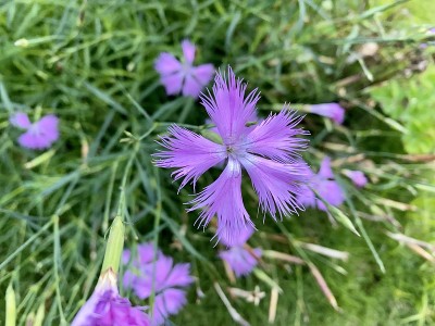 紫色的野草