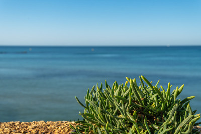 地中海茴香植物Crithmum maritimum的特写，地中海在背景中失去了焦点