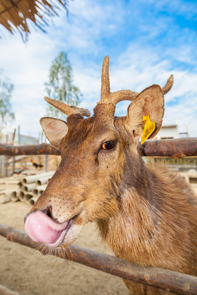 Brow-Antlered鹿