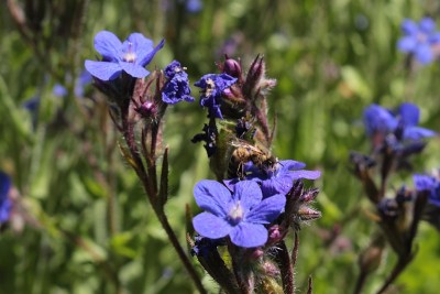蓝色的“意大利Bugloss”花-菊苣蓝