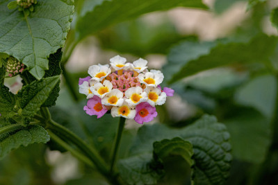 马缨花
