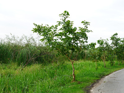 在花园路