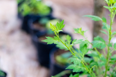 艾花卉,草本植物