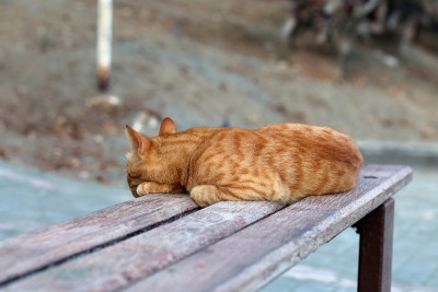 野条纹橙色猫躺在塞浦路斯的长凳上