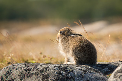 野野兔(Lepus Timidus)特写。在夏天的毛皮中，折起耳朵坐在石头上，在阳光的照射下。野兔，