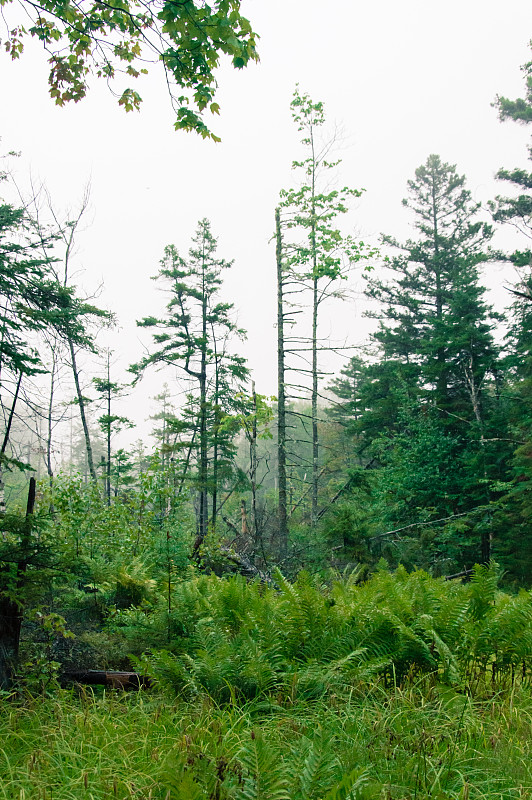 魁北克的荒野，一个雨天