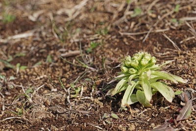 Petasites japonicus