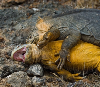Two land iguanas are fighting with each other.