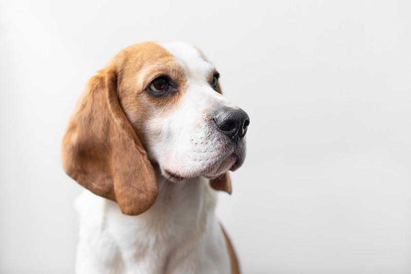 一个可爱的小猎犬在明亮的灰色背景上的肖像。一种小型猎犬。英语三色小猎犬。快乐宠物狗摄影棚拍摄。可爱严