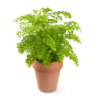 花瓶里的黑色铁丝植物