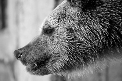 Ursus arctos