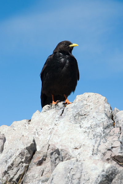 阿尔卑斯Chough (pyrrhoax graculus)