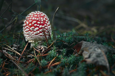 红蝇木耳靠近秋天的森林与树叶和苔藓