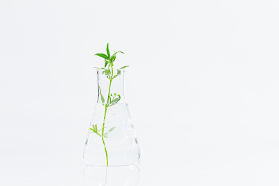 植物在营养培养基中生长的试管竖立在实验室试管适配器上，白色背景上留有文本拷贝空间