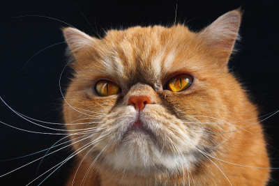 猫
