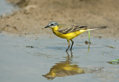 黄鹡鸰（Motacilla flava）