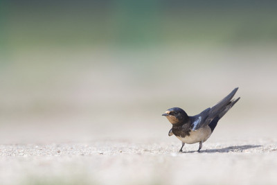 一个谷仓燕子(Hirundo rustica)从地面起飞的特写。