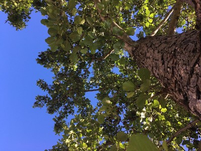 普通桤木(Alnus glutinosa)冠层