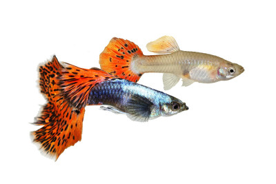 孔雀鱼对子鱼水族鱼公鱼、母鱼为彩色淡水鱼