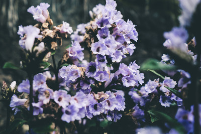 印度的Neelakurinji花