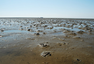 wadden作为“