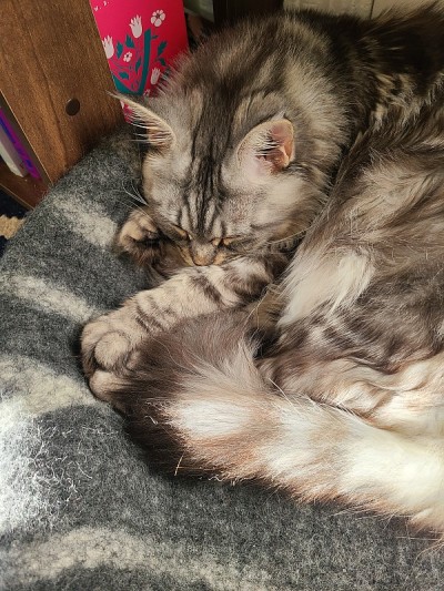 可爱的小猫的梦想