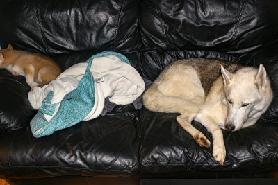 husky dogs sleeping on a black leather couch