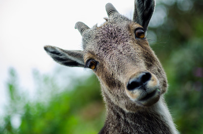 Nilgiri Tahr -野山羊