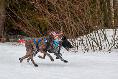 猎狗在雪橇狗赛跑