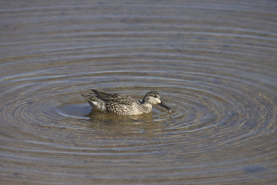 绿翅青色(雌)(anas carolinensis)