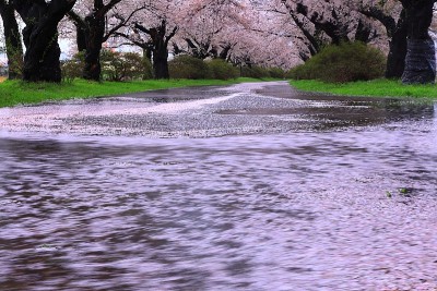 雨后一排樱花树