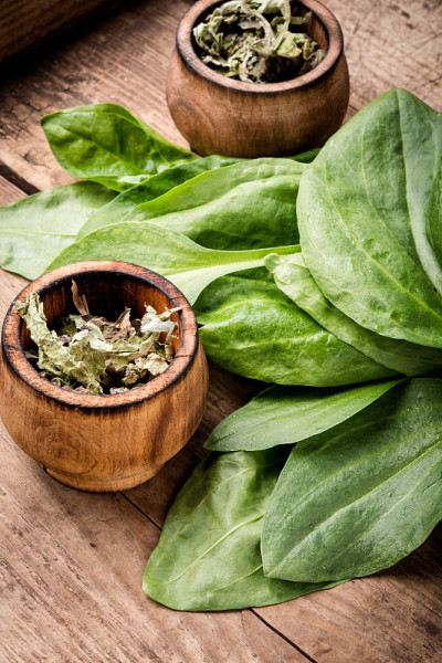 Plantain-valuable药用植物