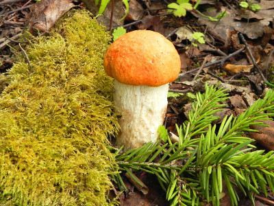 森林里的食用菌。