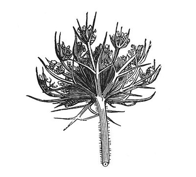 古董插图。草本植物。叶和茎