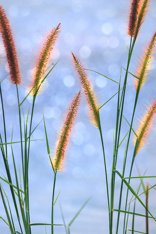 羽毛狼尾草或Mission grass花朵盛开，自然背景模糊