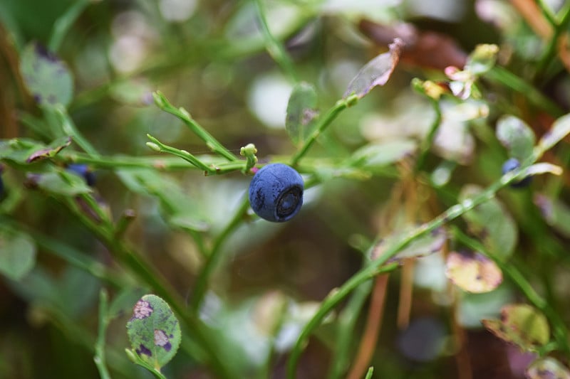 野生蓝莓