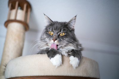 在猫树上梳理毛发
