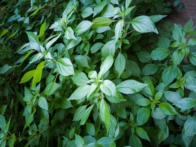 绿叶植物