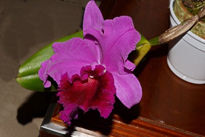 美丽的兰花洋兰