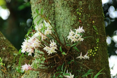 森林，Hallasan，山谷，石头，苔藓门，苔藓楼梯，苔藓，寺庙，Hyonom，