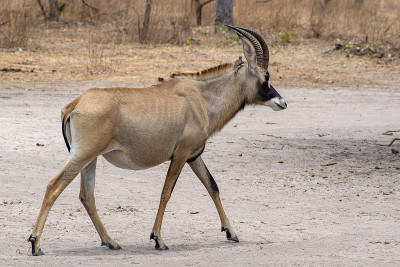 Roan antelope, Hippotragus equinus，草原羚羊，分布于非洲西部、中部