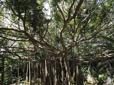 日本冲绳县Kunigami区Kunigami村热带森林中的一棵巨大的榕树(无花果)，称为大石料林赞