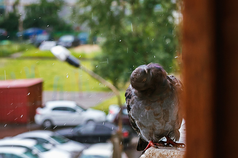 一只鸽子坐在雨中的窗台上